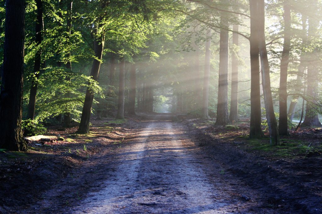 Photo of isolated forest